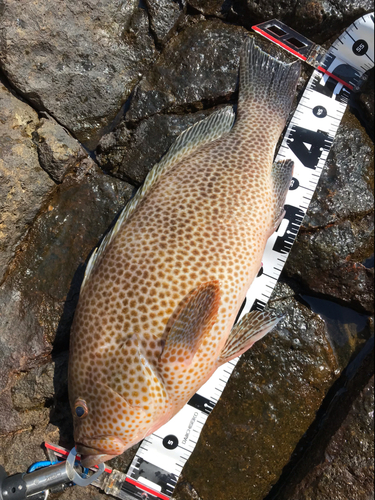 オオモンハタの釣果