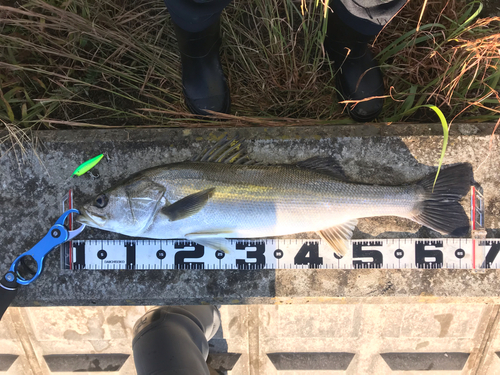 シーバスの釣果