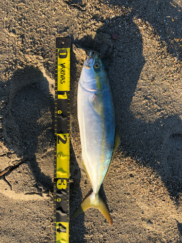 ワカナゴの釣果