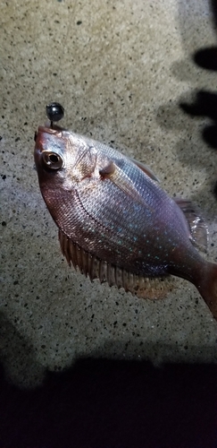 タイの釣果