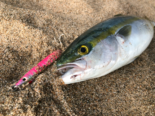 ツバイソの釣果