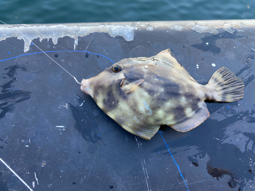 カワハギの釣果