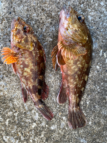 カサゴの釣果