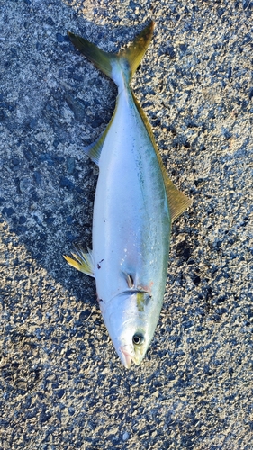 ブリの釣果