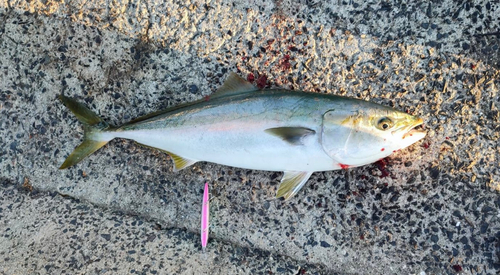 ブリの釣果