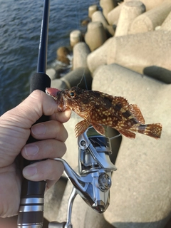 タケノコメバルの釣果