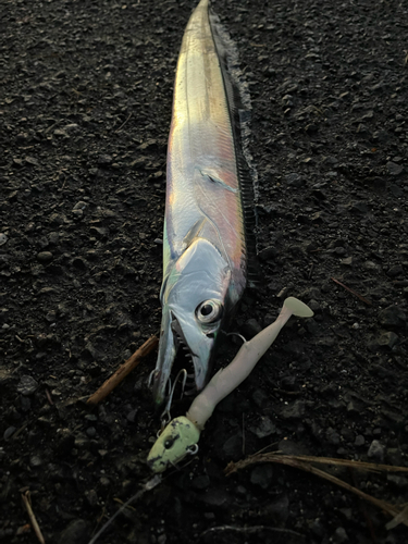 タチウオの釣果