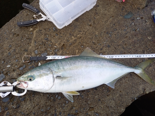 イナダの釣果