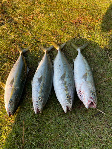 イナダの釣果