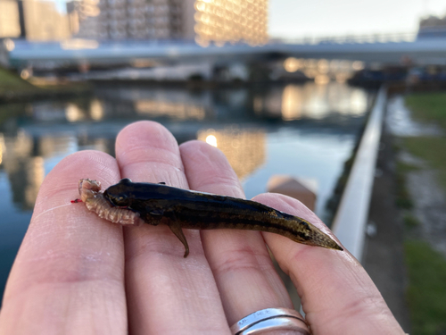 アカオビシマハゼの釣果