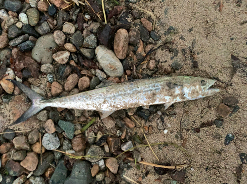 サゴシの釣果