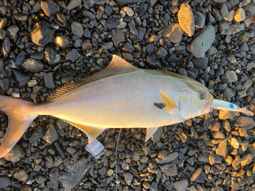 ショゴの釣果