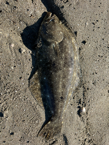 ヒラメの釣果