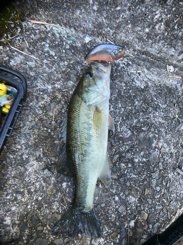 ブラックバスの釣果