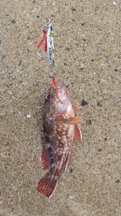 アラカブの釣果