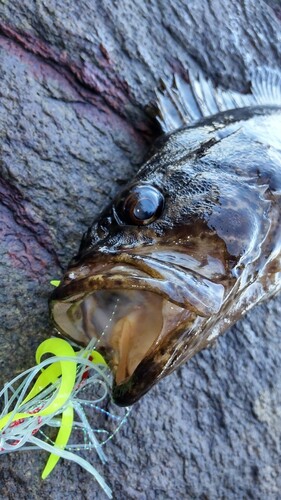 タケノコメバルの釣果