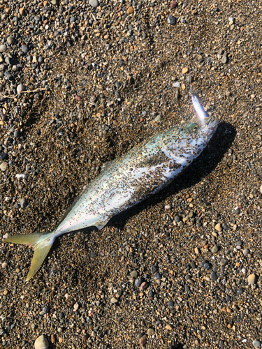 イナダの釣果