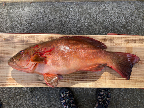 スジアラの釣果