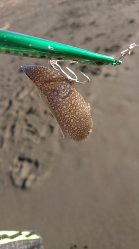 シタビラメの釣果