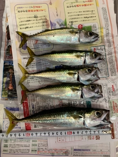 サバの釣果