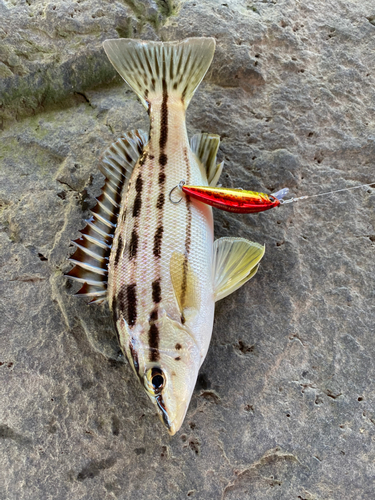 シマイサキの釣果