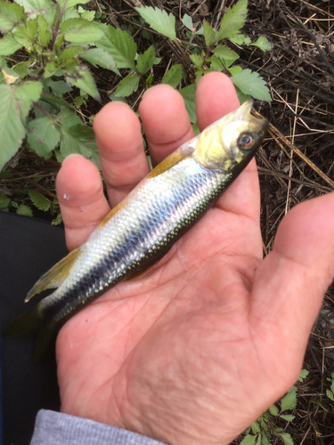 カワムツの釣果