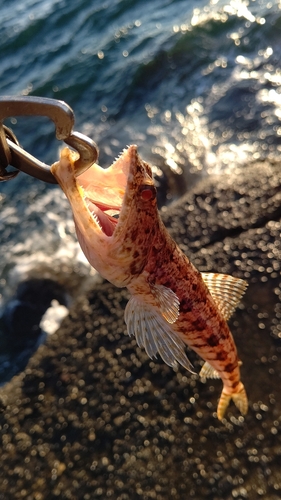 エソの釣果