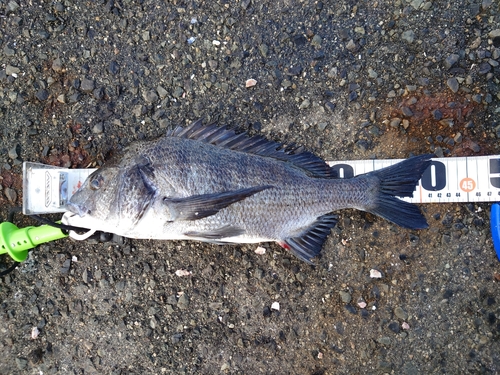 チヌの釣果