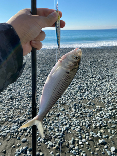 コノシロの釣果