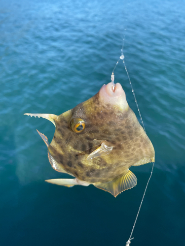 カワハギの釣果