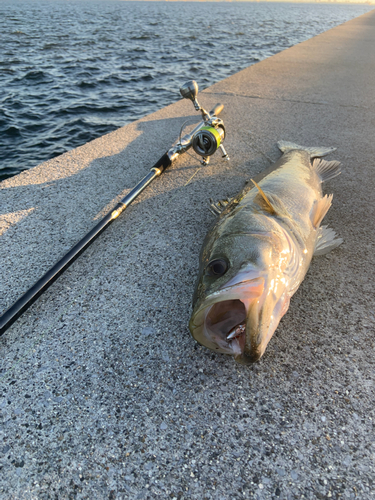 シーバスの釣果