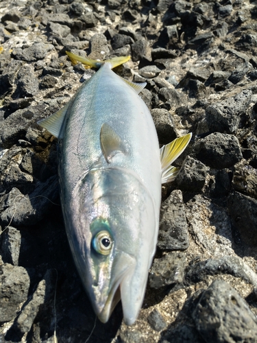 ハマチの釣果