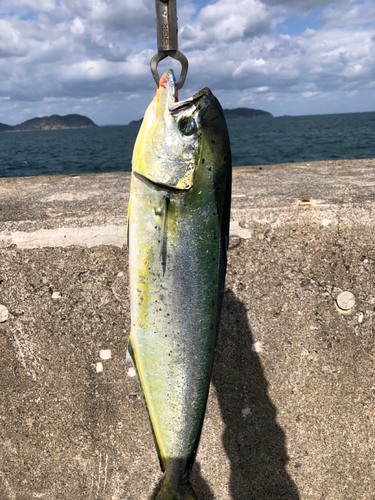 シイラの釣果