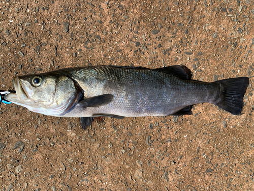 ヒラスズキの釣果