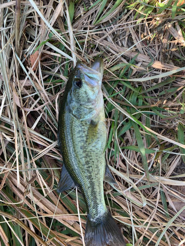 ラージマウスバスの釣果