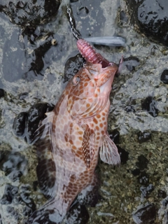 オオモンハタの釣果