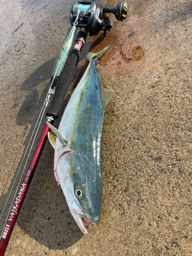 イナダの釣果