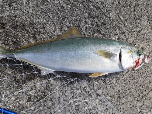 ハマチの釣果