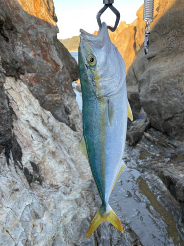 イナダの釣果