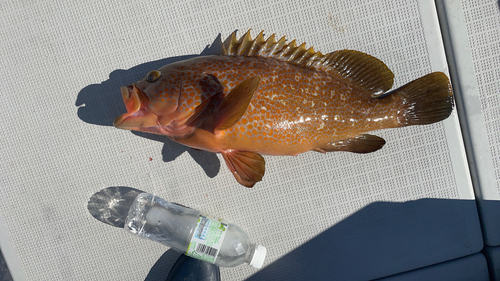 アコウの釣果