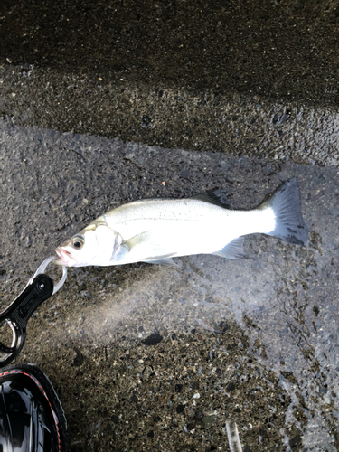 ヒラスズキの釣果