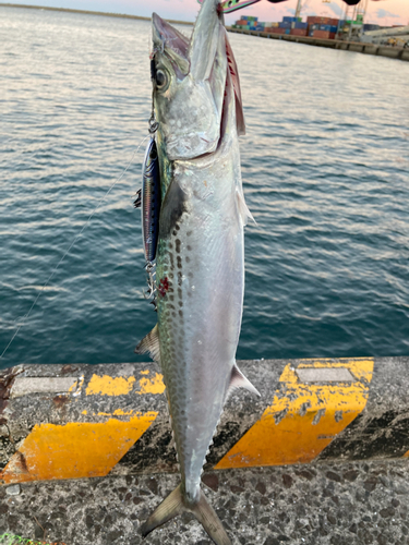 サゴシの釣果