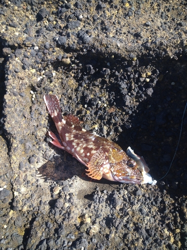 カサゴの釣果