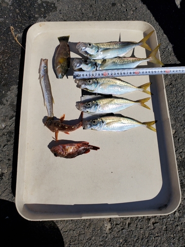 アジの釣果