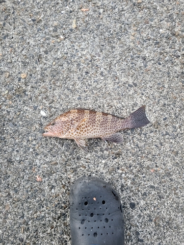 オオモンハタの釣果