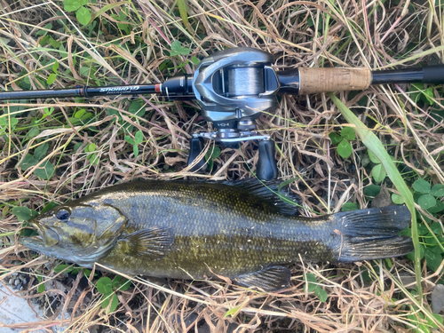 スモールマウスバスの釣果