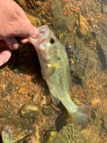 ラージマウスバスの釣果