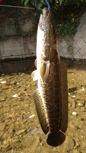 ライギョの釣果