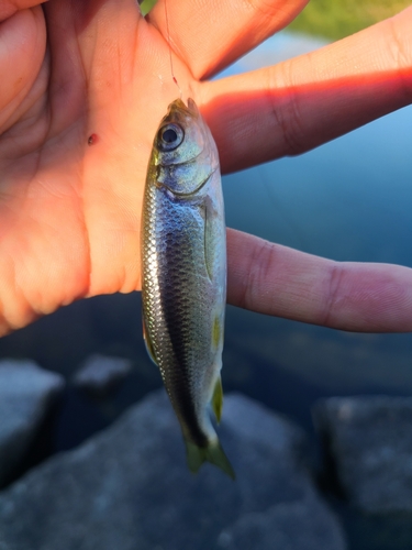 カワムツの釣果