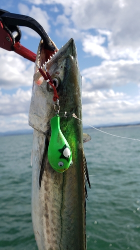 サゴシの釣果